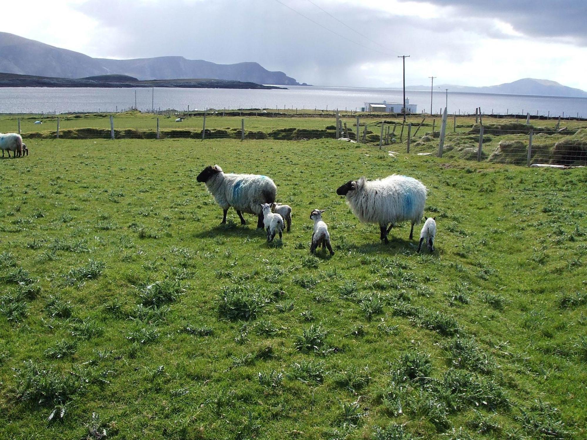 Achill West Coast House Bed and Breakfast Dooagh Buitenkant foto