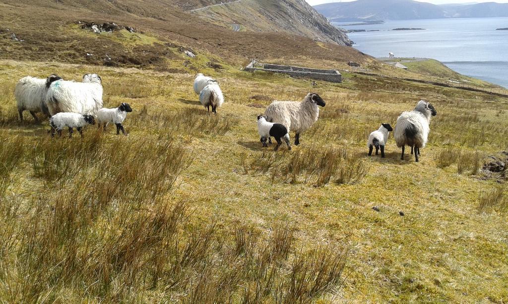 Achill West Coast House Bed and Breakfast Dooagh Buitenkant foto