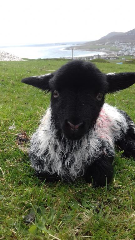 Achill West Coast House Bed and Breakfast Dooagh Buitenkant foto